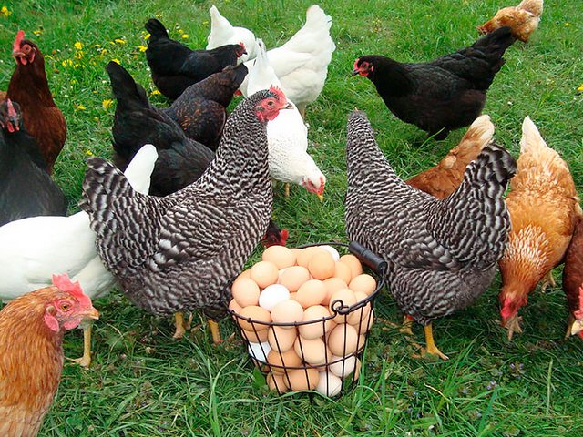Содержание кур и уход за ними | ЗооТом - продажа, вязка и услуги для животных в Апатитах