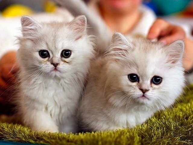 Породы кошек в Апатитах | ЗооТом портал о животных