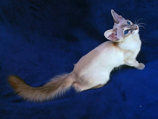 Выведенные породы кошек в Апатитах | ЗооТом портал о животных