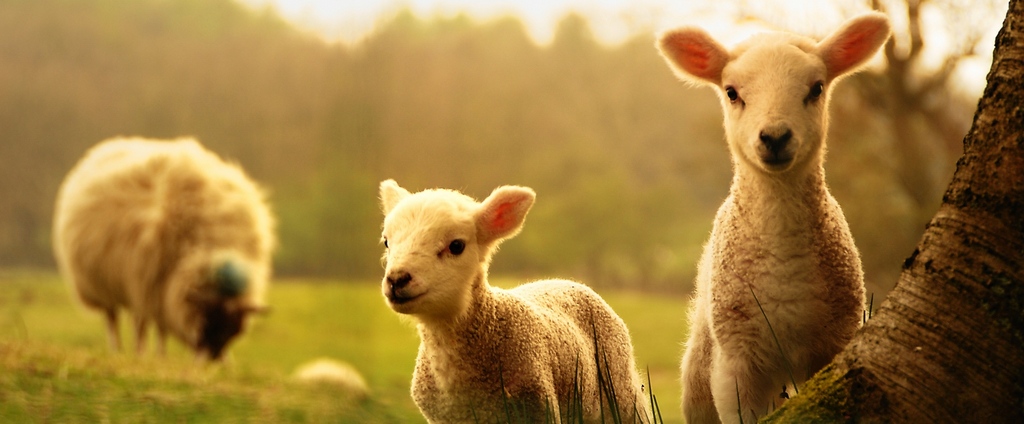 Объявления о сельскохозяйственных животных | ЗооТом - продажа, вязка и услуги для животных в Апатитах