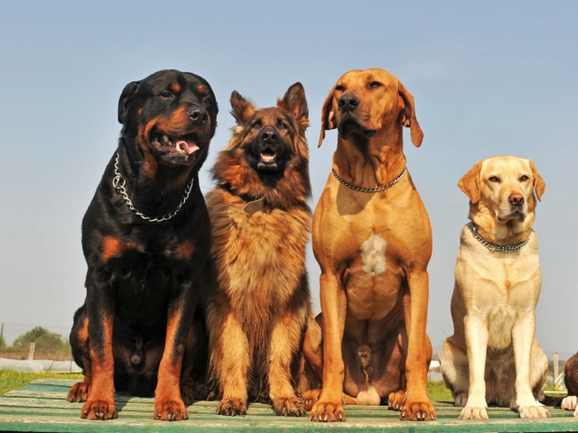 Крупные породы собак в Апатитах | ЗооТом портал о животных