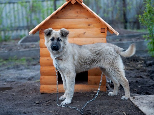 Все о собаках в Апатитах